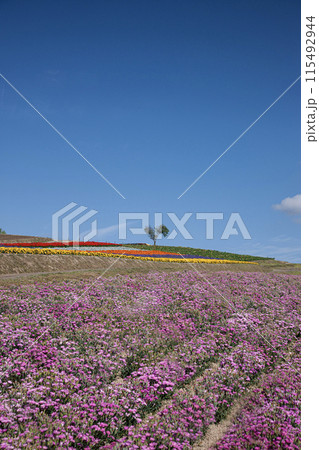 丘の上に立つハートの木 115492944