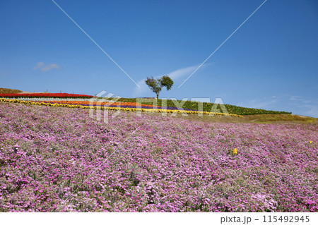 丘の上に立つハートの木 115492945
