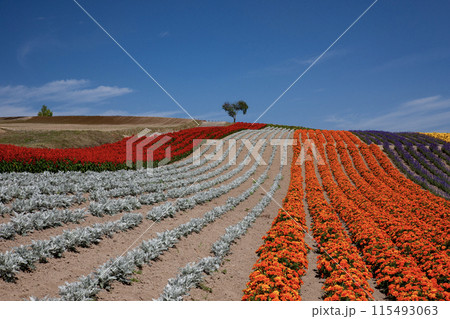 ハートの木は見える丘 115493063