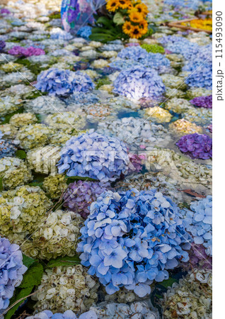 あじさいの池　あじさいアート　開成あじさい祭り 115493090