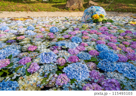 あじさいの池　あじさいアート　開成あじさい祭り 115493103
