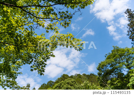 森から見上げる空 115493135