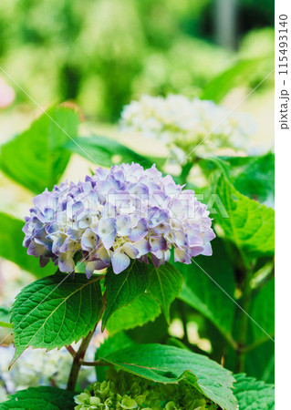 青い紫陽花 青い紫陽花 115493140