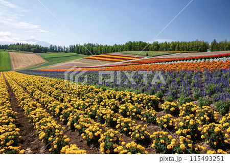 彩りの絶景花畑 彩りの絶景花畑 115493251