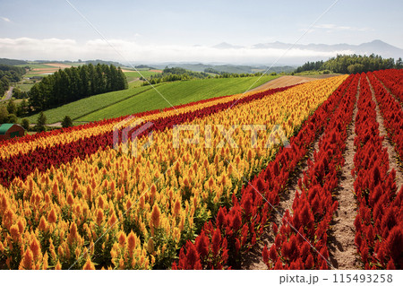 彩りの絶景花畑 115493258