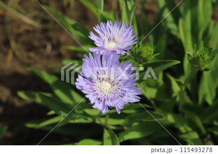 初夏の庭に咲くストケシアの紫色の花 115493278