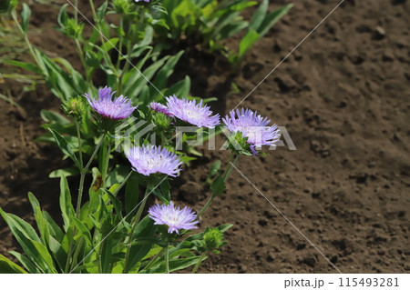 初夏の庭に咲くストケシアの紫色の花 初夏の庭に咲くストケシアの紫色の花 115493281