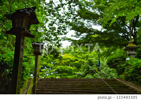 新緑の足羽神社 新緑の足羽神社 115493305