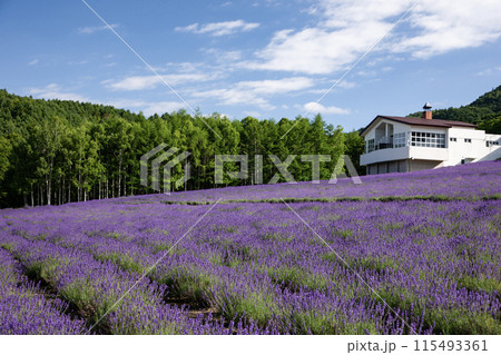 ラベンダー咲く丘 115493361