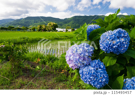 開成あじさいの里　あじさいが咲く里の風景 115493457