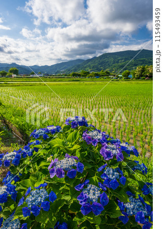 開成あじさいの里　あじさいが咲く里の風景 115493459