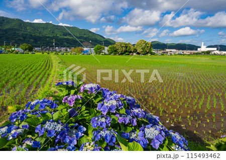 開成あじさいの里 あじさいが咲く里の風景 開成あじさいの里 あじさいが咲く里の風景 115493462