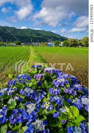 開成あじさいの里 あじさいが咲く里の風景 開成あじさいの里 あじさいが咲く里の風景 115493463