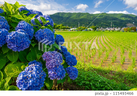 開成あじさいの里　あじさいが咲く里の風景 115493466