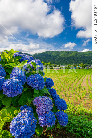 開成あじさいの里 あじさいが咲く里の風景 開成あじさいの里 あじさいが咲く里の風景 115493467