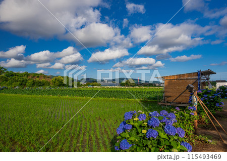 開成あじさいの里 あじさいが咲く里の風景 開成あじさいの里 あじさいが咲く里の風景 115493469