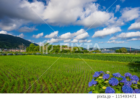 開成あじさいの里　あじさいが咲く里の風景 115493471