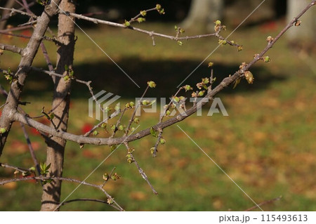 だ来たばかりの(ロウバイの実)・2023年3月 115493613
