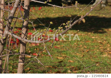 だ来たばかりの(ロウバイの実)・2023年3月 だ来たばかりの(ロウバイの実)・2023年3月 115493614