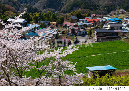 青根村の春景色 サクラが咲く村 青根村の春景色 サクラが咲く村 115493642