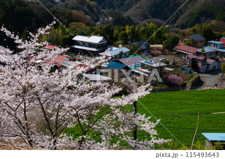 青根村の春景色　サクラが咲く村 115493643
