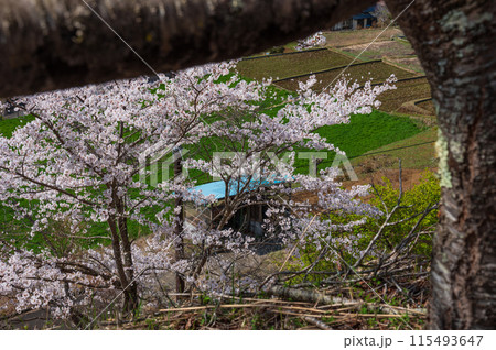 青根村の桜 青根村の桜 115493647