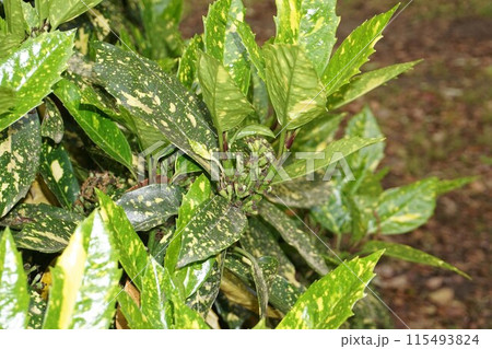 落花後すぐのアオキ・2023年4月 落花後すぐのアオキ・2023年4月 115493824