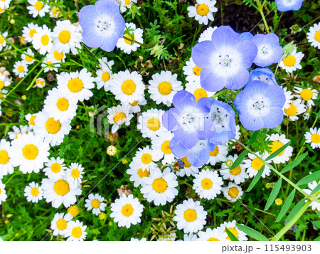 春爛漫　カラフルで楽しい花壇の景色 115493903