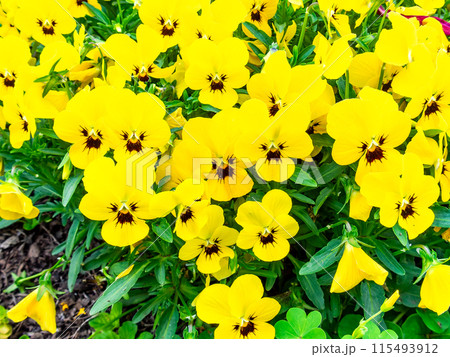春爛漫　カラフルで楽しい花壇の景色 115493912