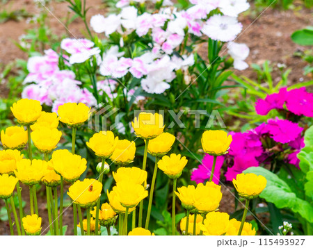 春爛漫　カラフルで楽しい花壇の景色 115493927