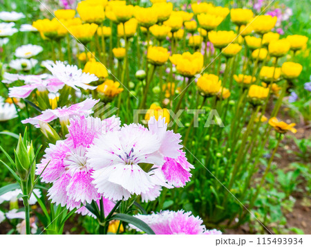 春爛漫　カラフルで楽しい花壇の景色 115493934