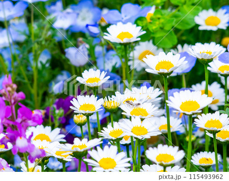春爛漫　カラフルで楽しい花壇の景色 115493962