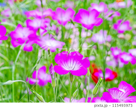 春爛漫 カラフルで楽しい花壇の景色 春爛漫 カラフルで楽しい花壇の景色 115493973