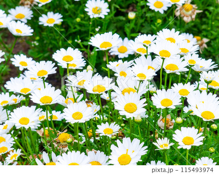 春爛漫　カラフルで楽しい花壇の景色 115493974