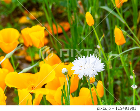 春爛漫 カラフルで楽しい花壇の景色 春爛漫 カラフルで楽しい花壇の景色 115493983