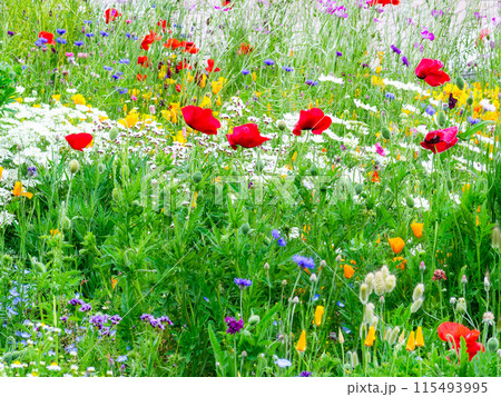 春爛漫　カラフルで楽しい花壇の景色 115493995