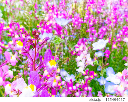 春爛漫 カラフルで楽しい花壇の景色 春爛漫 カラフルで楽しい花壇の景色 115494037