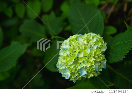 きれいな紫陽花が咲きはじめました 115494124