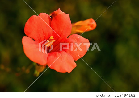 Red flower. Beautiful flowering hibiscus. (Hibiscus sabdariffa, Hibiscus esculentus) 115494162