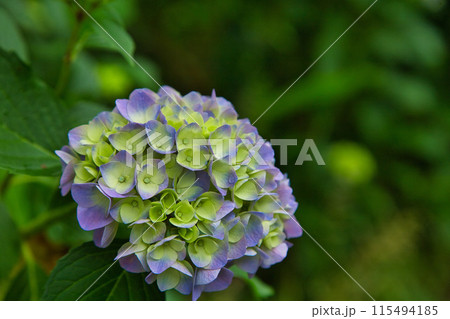 きれいな紫陽花が咲きはじめました きれいな紫陽花が咲きはじめました 115494185