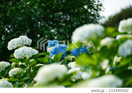 都城市あじさい公園　R6年6月 115494202