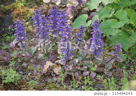 アジュガの花・2023年4月 アジュガの花・2023年4月 115494243