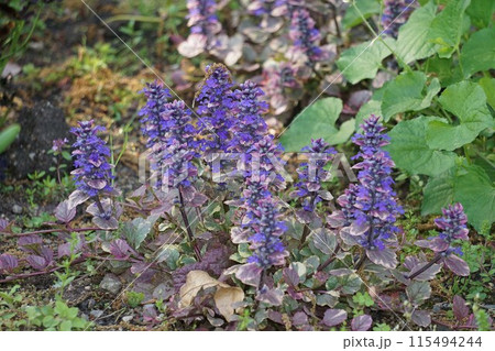 アジュガの花・2023年4月　 115494244