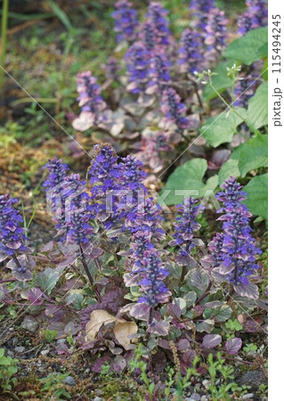 アジュガの花・2023年4月　 115494245