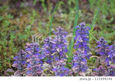 アジュガの花・2023年4月 アジュガの花・2023年4月 115494248