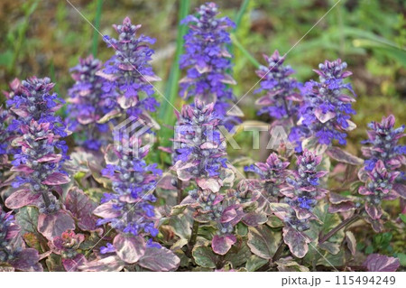 アジュガの花・2023年4月 アジュガの花・2023年4月 115494249