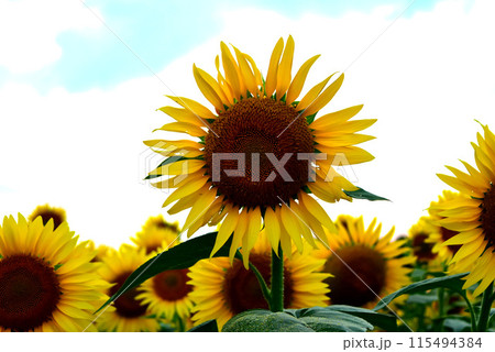 ひまわり畑 前を向くヒマワリの花 ひまわり畑 前を向くヒマワリの花 115494384