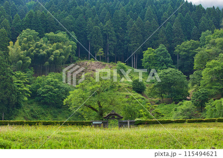 一乗谷朝倉氏遺跡の春 一乗谷朝倉氏遺跡の春 115494621