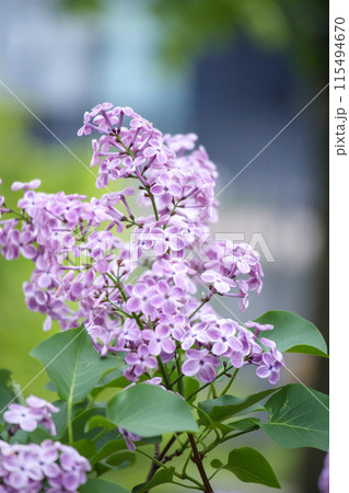 薄紫色のライラック 薄紫色のライラック 115494670