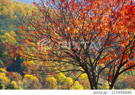 桜葉の紅葉 桜葉の紅葉 115494880